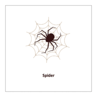  Insects flashcards pdf: Spider