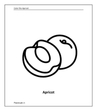 Fruit coloring sheet: Apricot