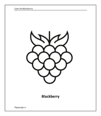 Fruit coloring sheet: Blackberry