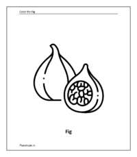 Fruit coloring sheet: Fig