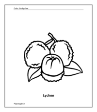 Lychee