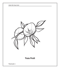 Fruit coloring sheet: Yuzu Fruit