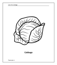 Vegetable coloring sheet: Cabbage