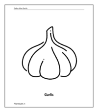 Vegetable coloring sheet: Garlic