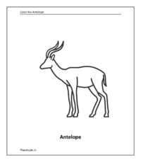 Antelope