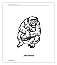 Wild animal coloring sheet: Chimpanzee
