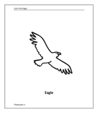 Wild animal coloring sheet: Eagle (Coloring animals pdf)