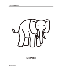 Elephant 