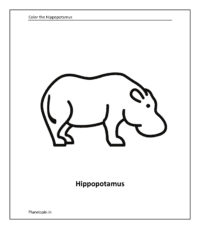 Hippopotamus 