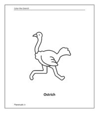 Wild animal coloring sheet: Ostrich