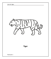 Wild animal coloring sheet: Tiger