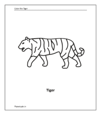  Tiger