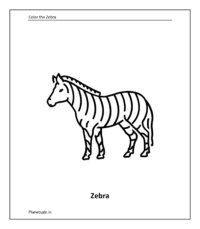 Wild animal coloring sheet: Zebra