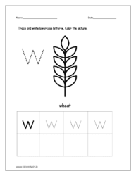 Trace and write the lowercase letter w. Then color the picture (wheat).