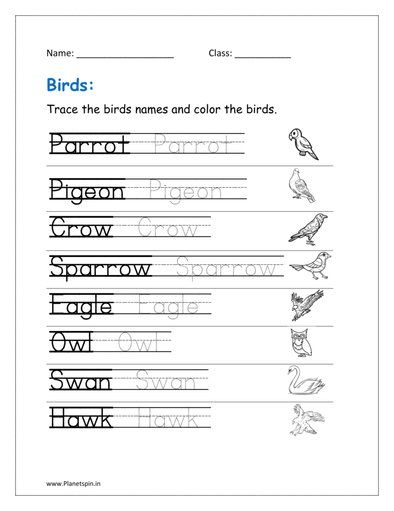 Birds worksheet for kindergarten PDF Planetspin in Birds worksheet for kindergarten PDF Planetspin in