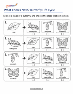 Four stages of butterfly worksheet