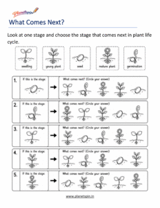 What Comes Next Plant Life Cycle
