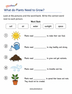 What do plants need to grow worksheet for Grade 1