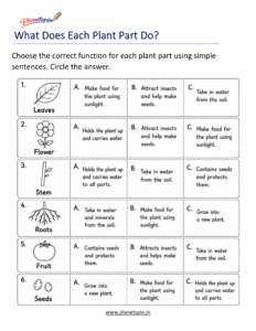 Plant parts and functions worksheet for Grade 1 students