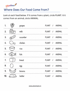 Where does food come from worksheet for grade 1