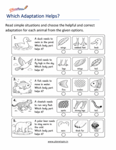Animal characteristics and adaptations worksheet