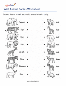 Match wild animals with their babies worksheet