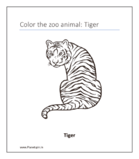 Tiger (coloring pages about animals)